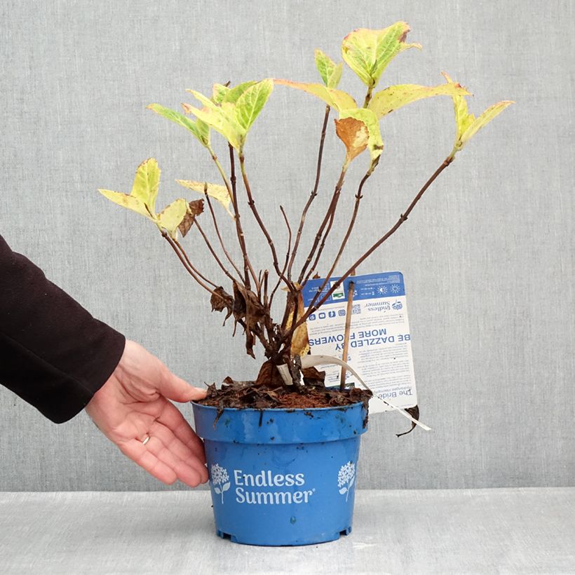 Spécimen de Hortensia - Hydrangea macrophylla Endless Summer The Bride Pot de 2L/3L tel que livré en automne