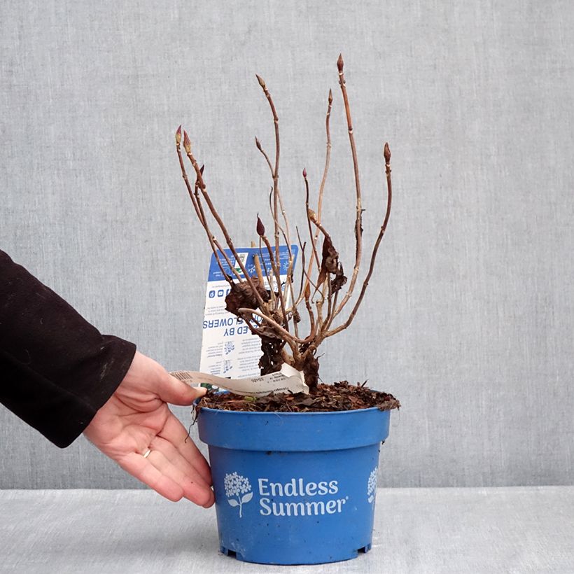 Spécimen de Hortensia - Hydrangea macrophylla Endless Summer The Bride Pot de 2L/3L tel que livré en hiver