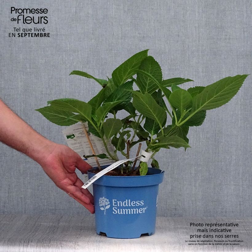Spécimen de Hortensia - Hydrangea macrophylla Endless Summer The Original (bleu) Pot de 2L/3L tel que livré en automne