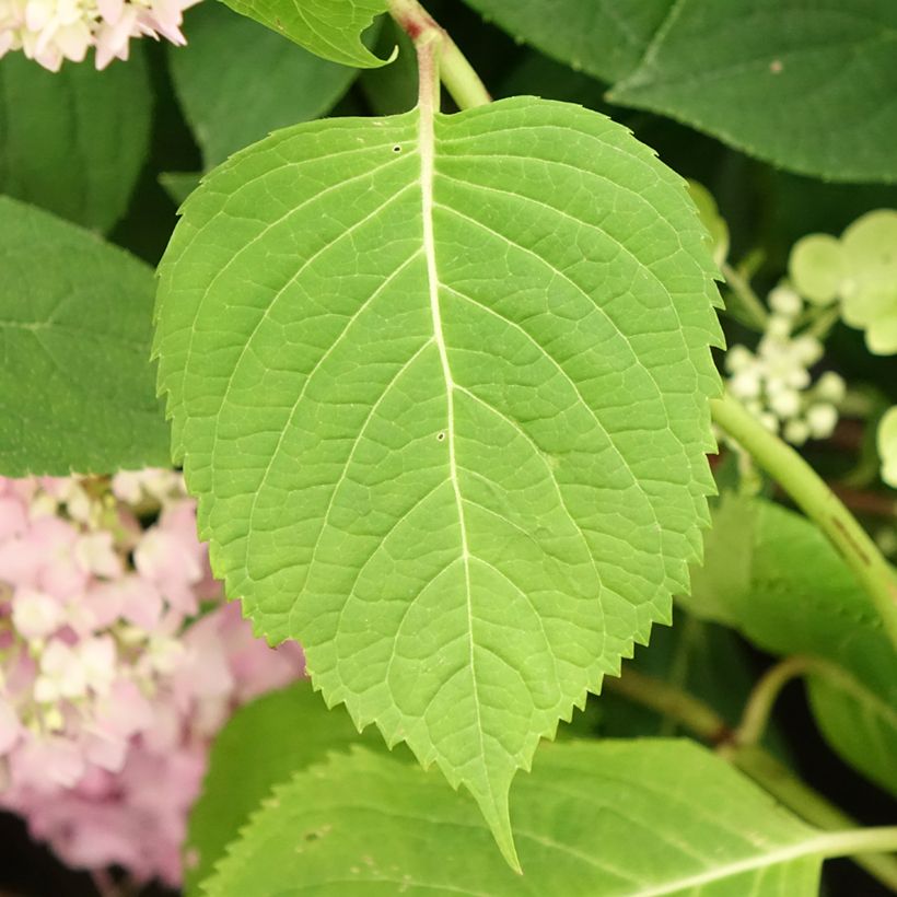 Hortensia - Hydrangea macrophylla Endless Summer The Original (bleu) (Feuillage)