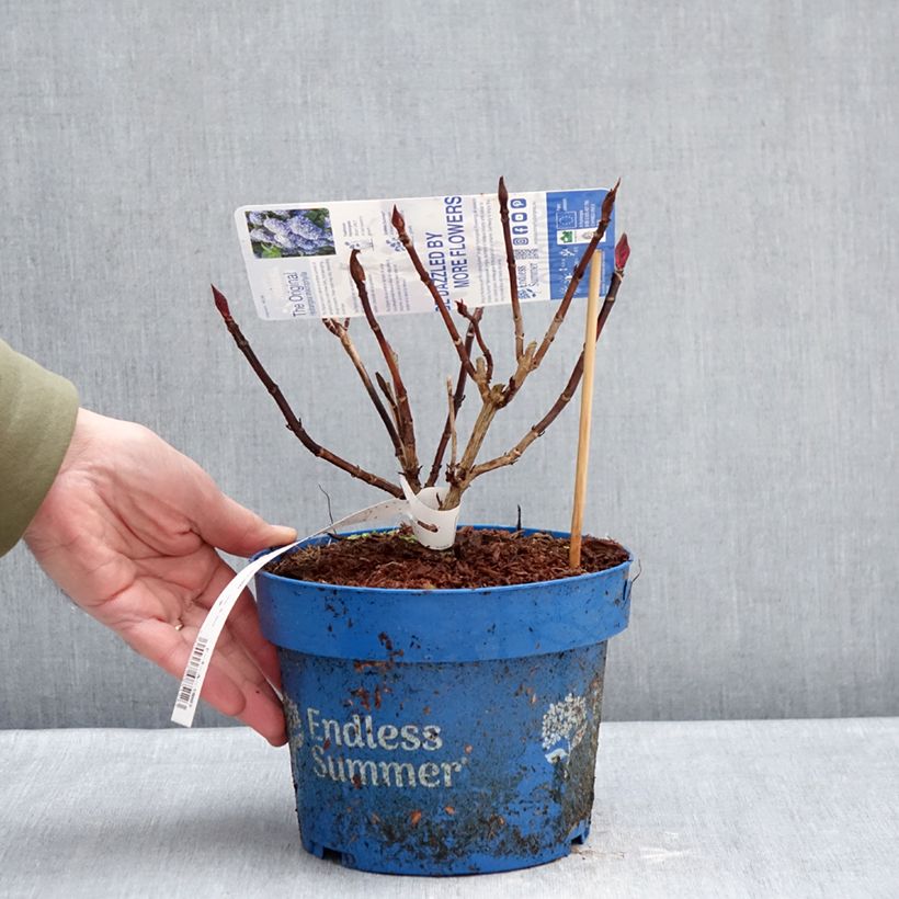 Spécimen de Hortensia - Hydrangea macrophylla Endless Summer The Original (bleu) Pot de 2L/3L tel que livré en hiver