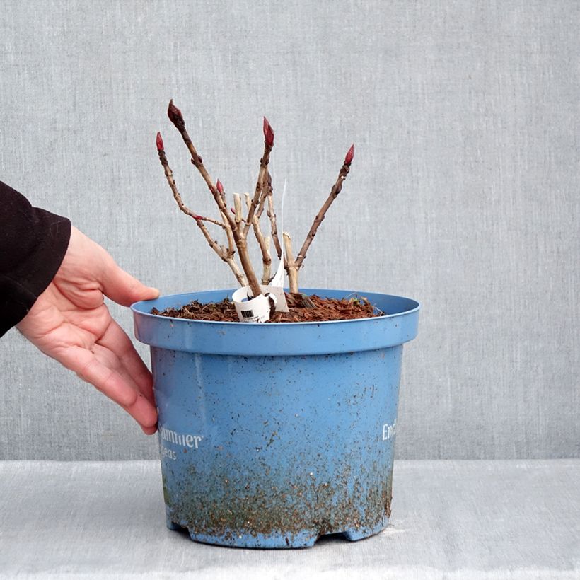 Spécimen de Hortensia - Hydrangea macrophylla Endless Summer The Original (bleu) Pot de 4L/5L tel que livré en hiver