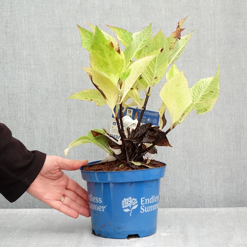 Spécimen de Hortensia - Hydrangea macrophylla Endless Summer The Original (Rose) Pot de 2L/3L tel que livré en automne