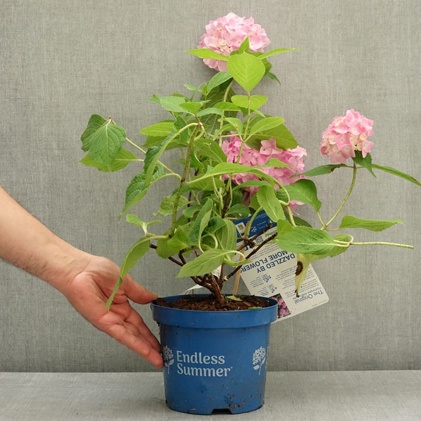 Spécimen de Hortensia - Hydrangea macrophylla Endless Summer The Original (Rose) Pot de 2L/3L tel que livré au printemps