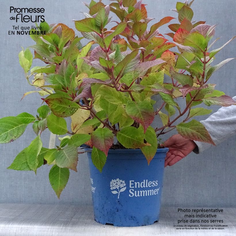 Spécimen de Hortensia - Hydrangea macrophylla Endless Summer Twist and Shout Pot de 12L/15L tel que livré en automne