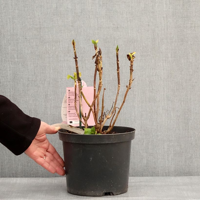 Spécimen de Hortensia - Hydrangea macrophylla Everbloom Pink Wonder Pot de 4L/5L tel que livré en hiver