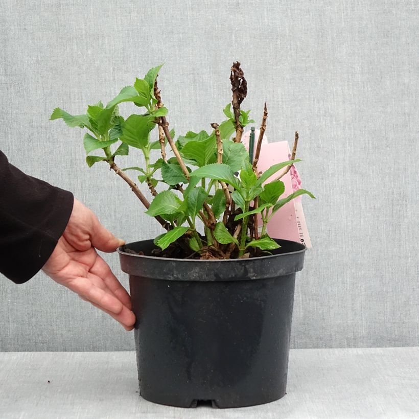 Spécimen de Hortensia - Hydrangea macrophylla Everbloom Pink Wonder Pot de 4L/5L tel que livré au printemps