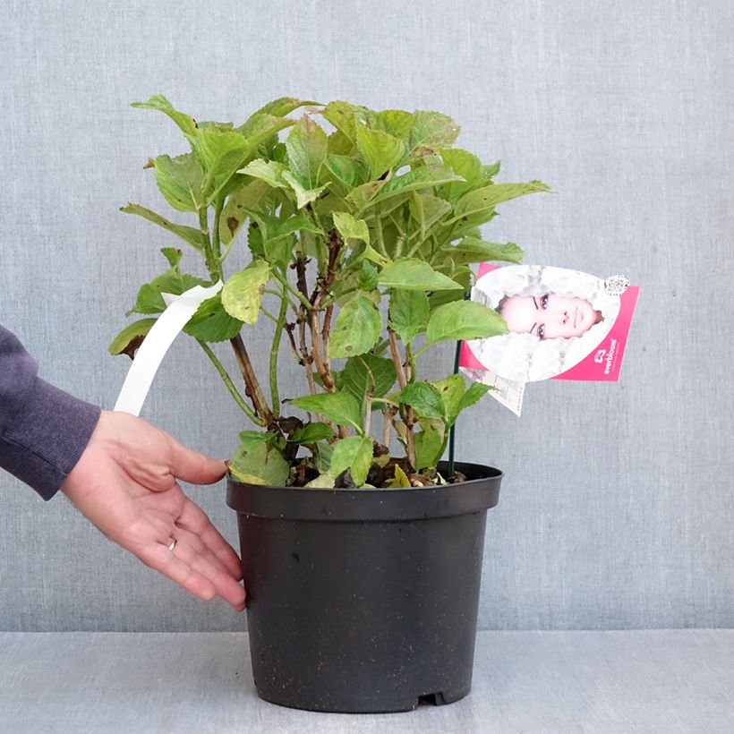 Spécimen de Hortensia - Hydrangea macrophylla Everbloom White Wonder Pot de 4L/5L tel que livré en automne