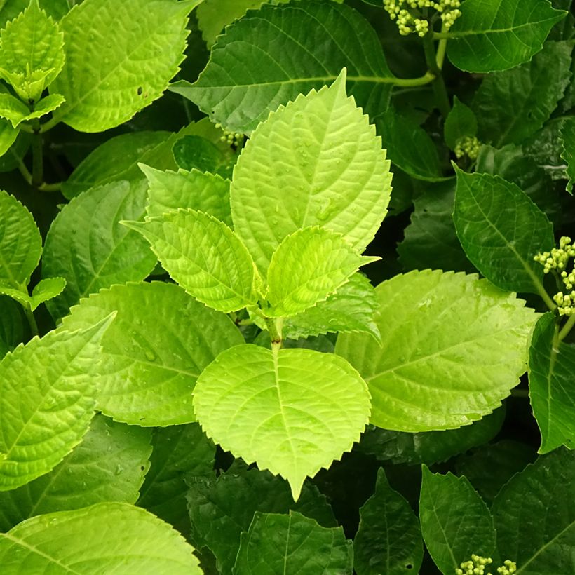 Hortensia - Hydrangea macrophylla Hovaria Hobergine (Feuillage)