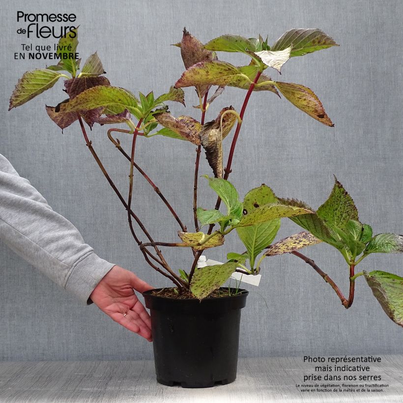 Spécimen de Hortensia - Hydrangea macrophylla Hovaria Hopcorn Pot de 4L/5L tel que livré en automne