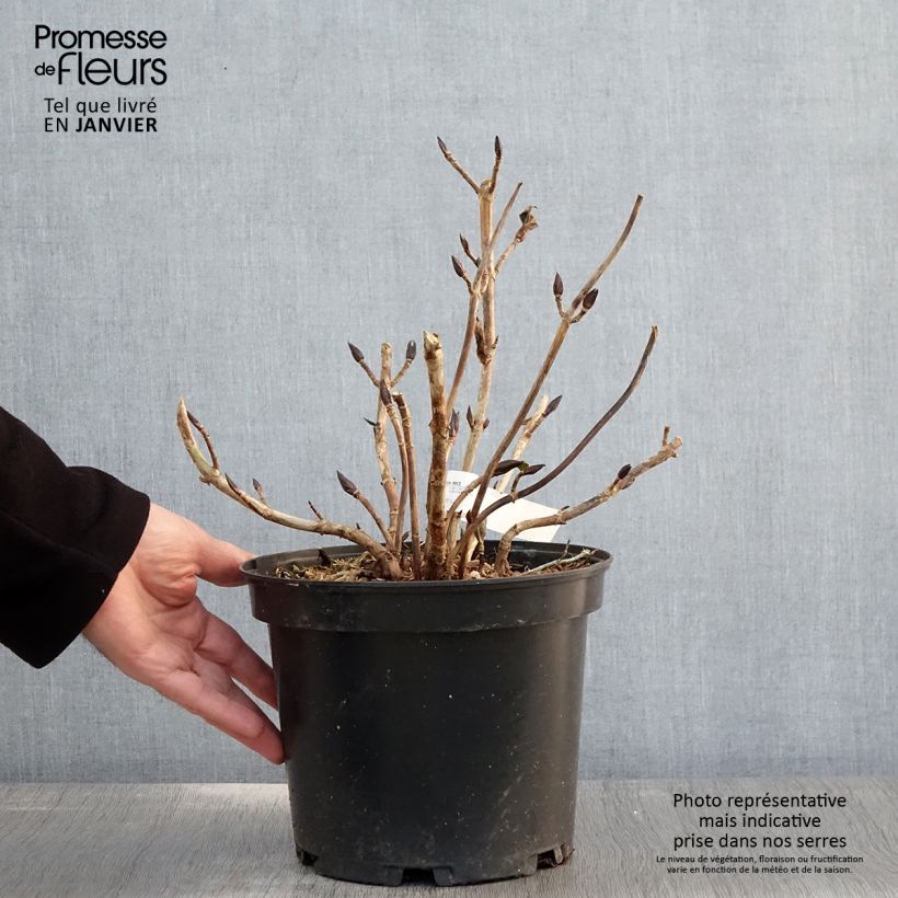 Spécimen de Hortensia - Hydrangea macrophylla Hovaria Hopcorn Pot de 4L/5L tel que livré en hiver