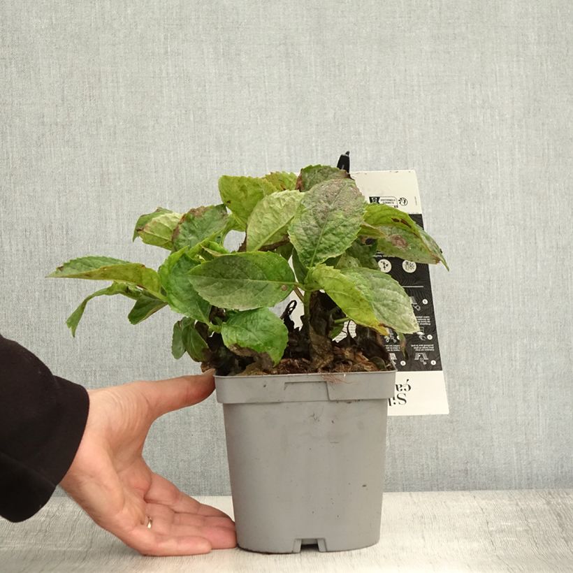 Spécimen de Hortensia - Hydrangea macrophylla Immaculata Pot de 2L/3L tel que livré en automne