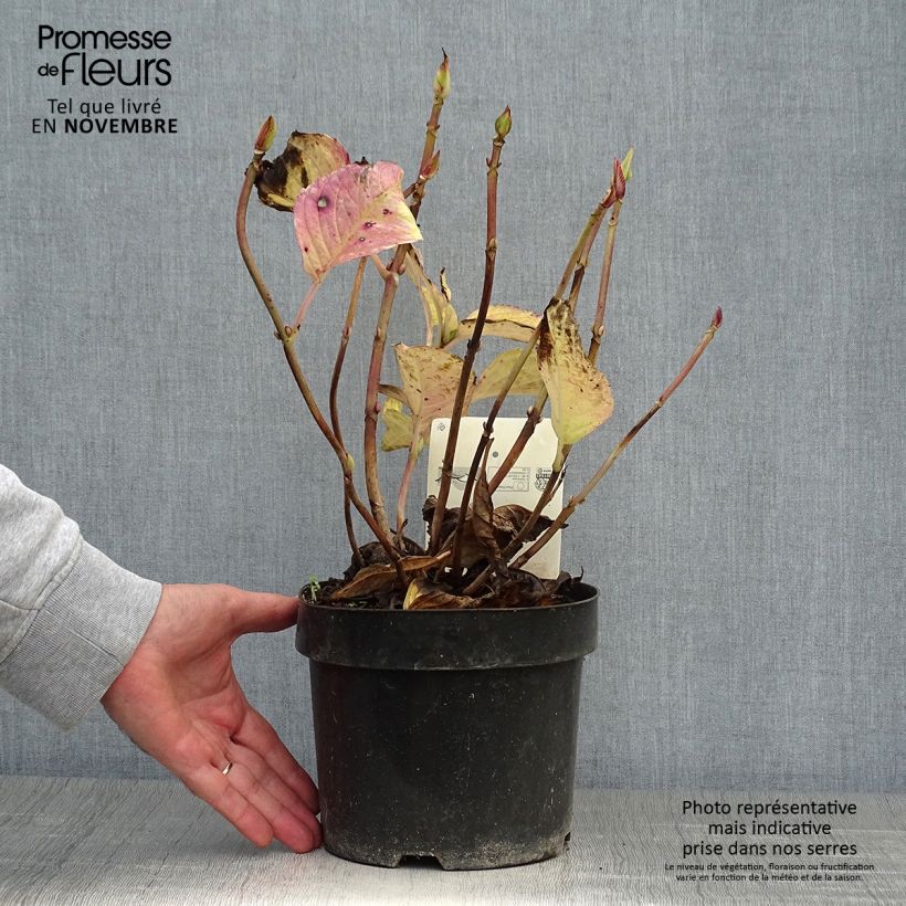 Spécimen de Hortensia - Hydrangea macrophylla Kardinal Pot de 2L/3L tel que livré en automne