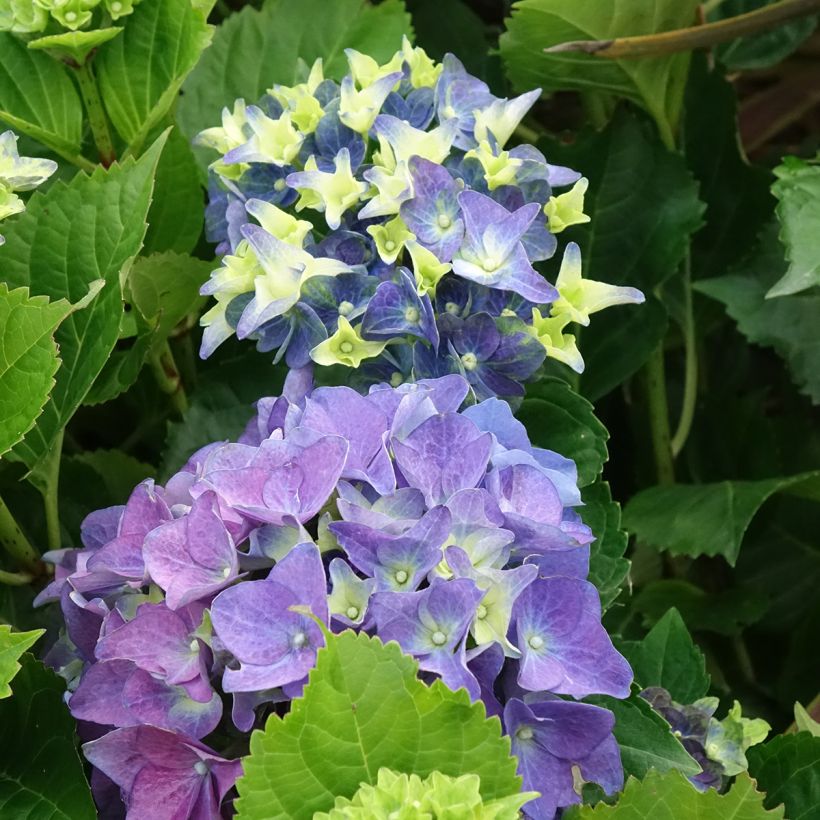 Hortensia - Hydrangea macrophylla Lady Mata Hari (Floraison)