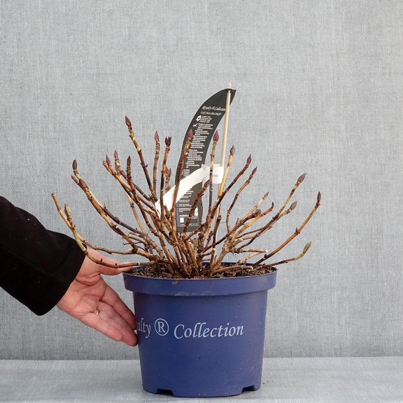 Spécimen de Hortensia - Hydrangea macrophylla Lady Mata Hari Pot de 4L/5L tel que livré en hiver