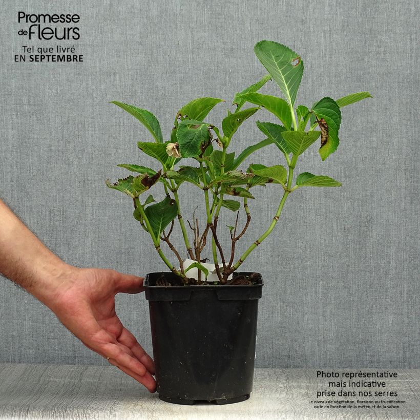 Spécimen de Hortensia - Hydrangea macrophylla Lady Nobuko Pot de 2L/3L tel que livré en automne