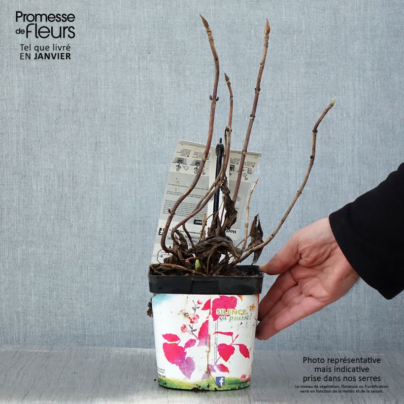 Spécimen de Hortensia - Hydrangea macrophylla Libelle (Teller white) Pot de 2L/3L tel que livré en hiver
