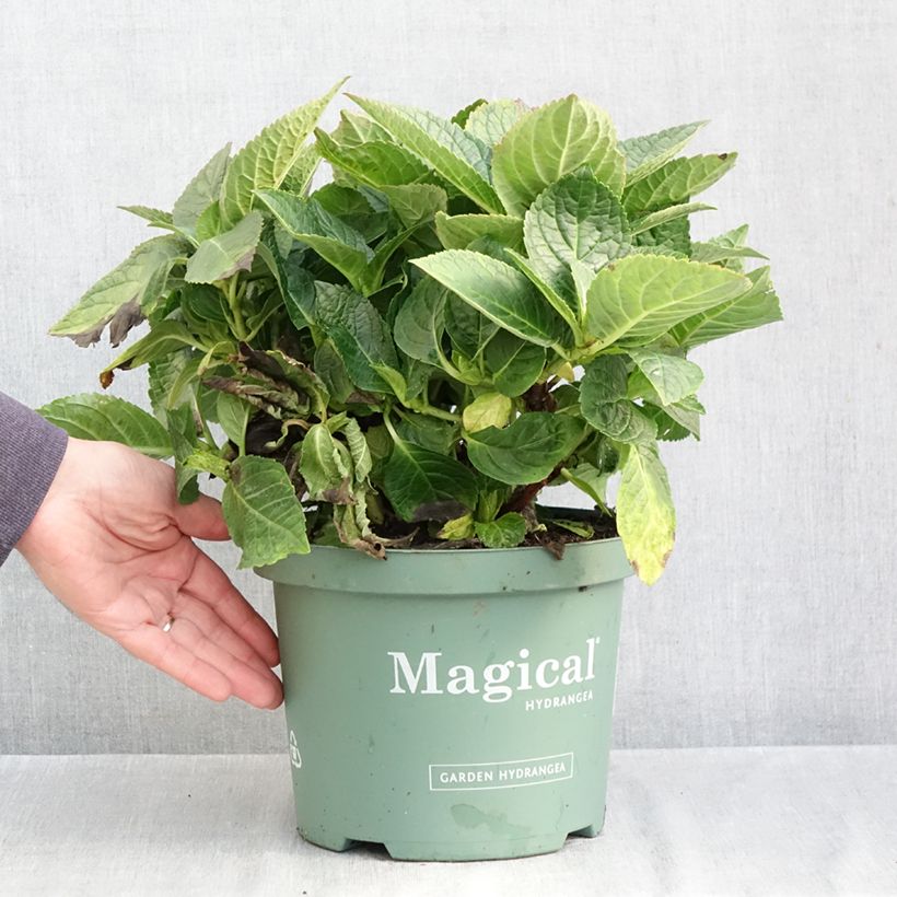 Spécimen de Hortensia - Hydrangea macrophylla Magical Amethyst Pot de 4L/5L tel que livré en automne