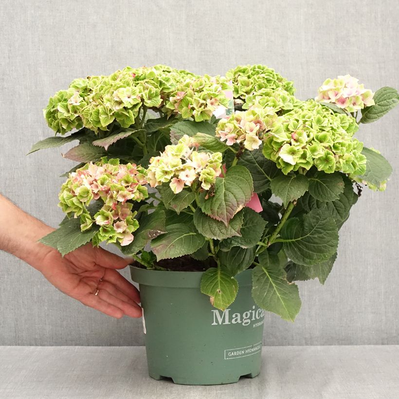 Spécimen de Hortensia - Hydrangea macrophylla Magical Amethyst Pot de 4L/5L tel que livré en été