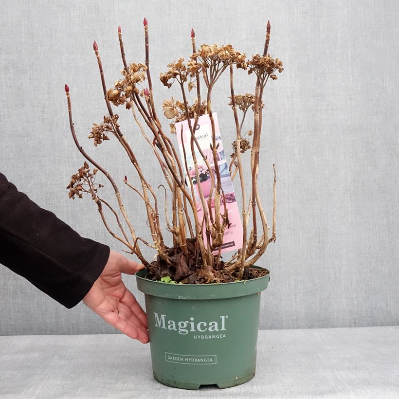 Spécimen de Hortensia - Hydrangea macrophylla Magical Coral rosa Pot de 4L/5L tel que livré en hiver