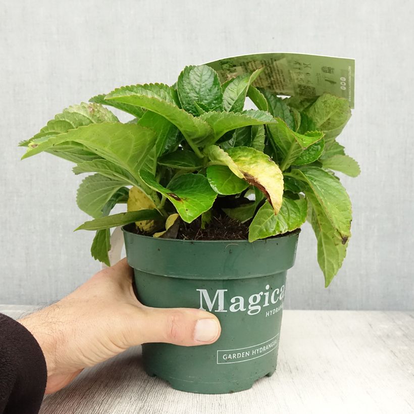 Spécimen de Hortensia - Hydrangea macrophylla Magical Noblesse Pot de 2L/3L tel que livré en automne
