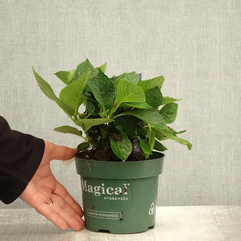 Spécimen de Hortensia - Hydrangea macrophylla Magical Revolution Bleu Pot de 1,5L/2L tel que livré en automne