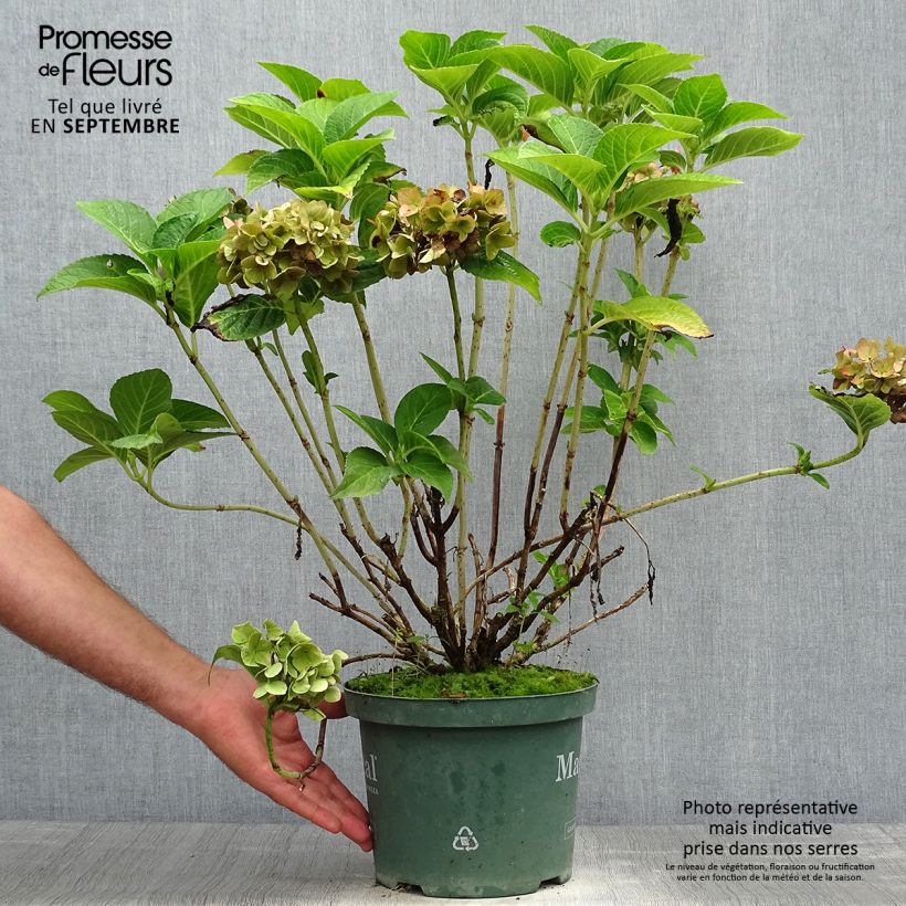 Spécimen de Hortensia - Hydrangea macrophylla Magical Ruby Tuesday Pot de 2L/3L tel que livré en automne