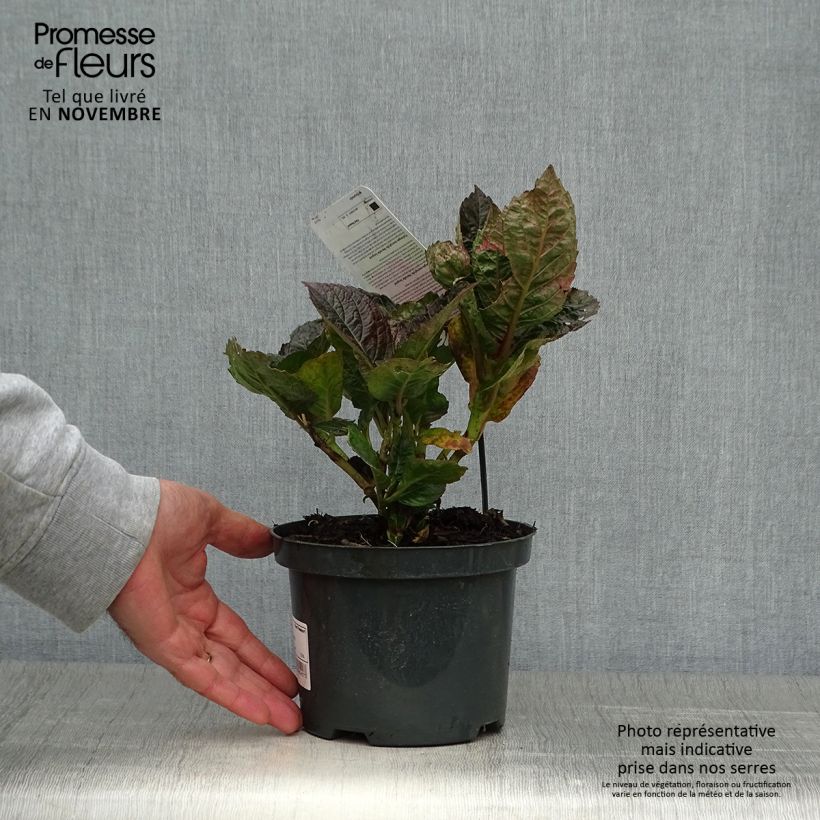 Spécimen de Hortensia - Hydrangea macrophylla Merveille Sanguine Pot de 2L/3L tel que livré en automne