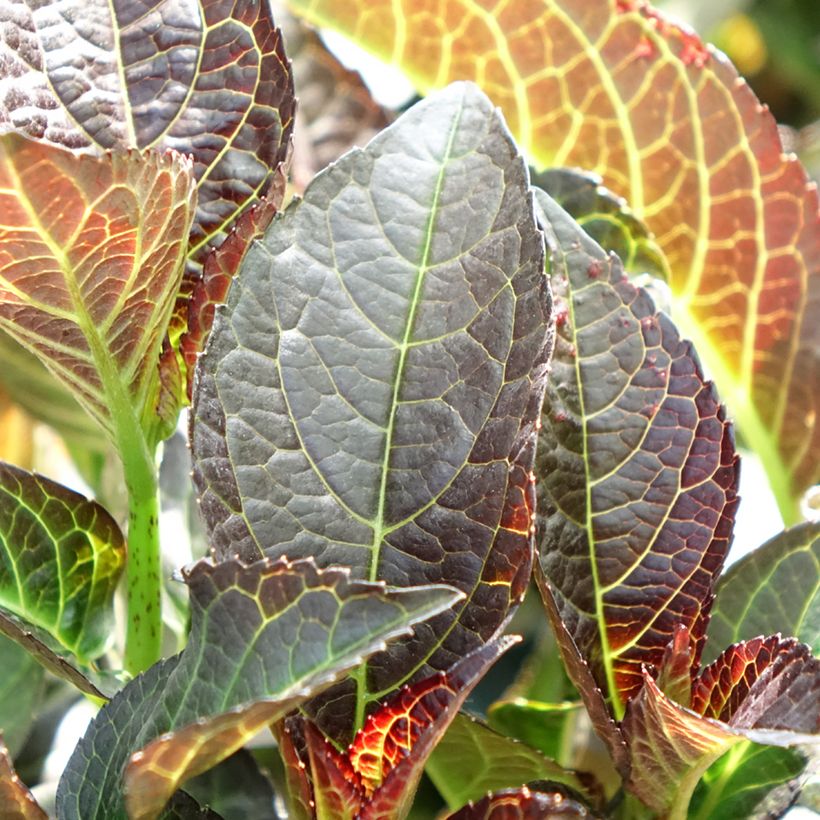 Hortensia - Hydrangea macrophylla Midnight Pearl (Feuillage)