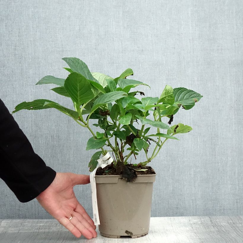 Spécimen de Hortensia - Hydrangea macrophylla Mousmee Pot de 2L/3L tel que livré en automne