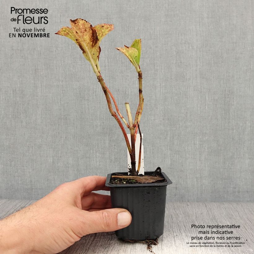 Spécimen de Hortensia - Hydrangea macrophylla Nikko Blue Godet de 8/9 cm tel que livré en automne