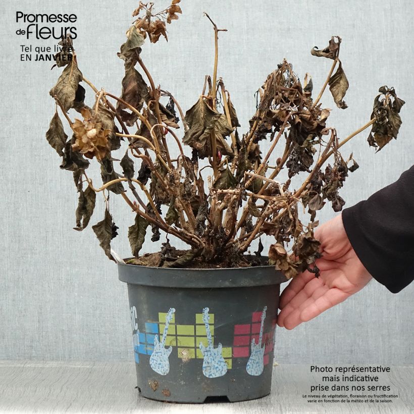 Spécimen de Hortensia - Hydrangea macrophylla Pink Pop Pot de 4L/5L tel que livré en hiver