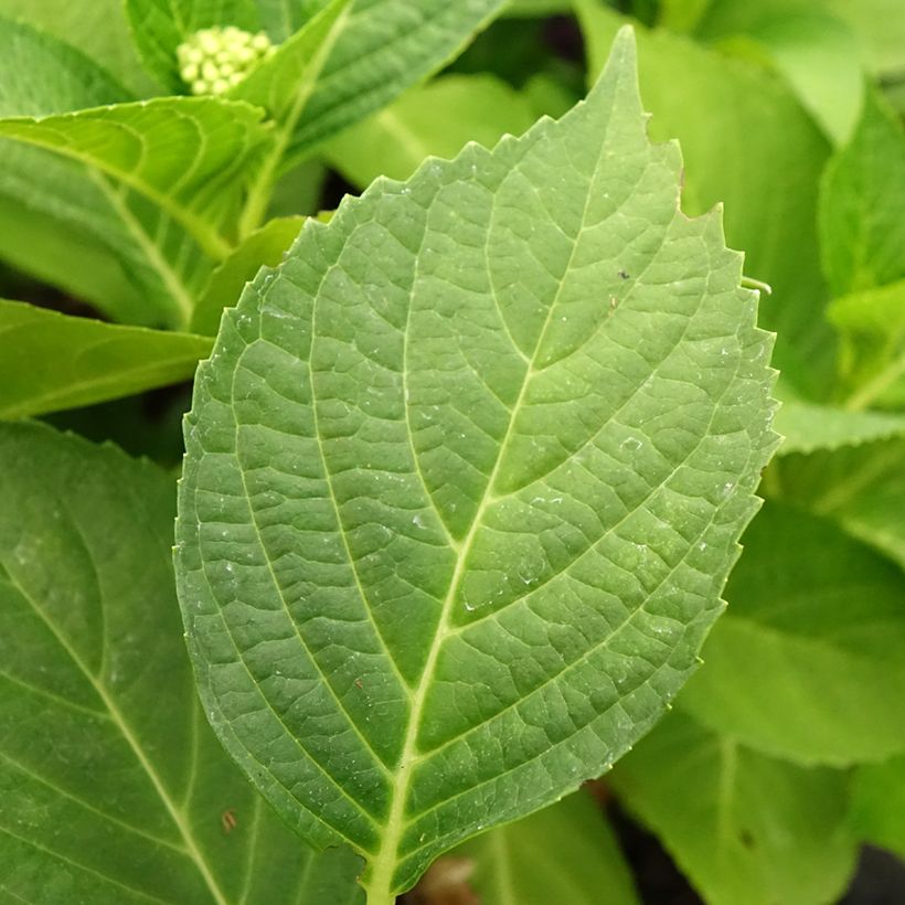Hortensia - Hydrangea macrophylla Pink Pop (Feuillage)