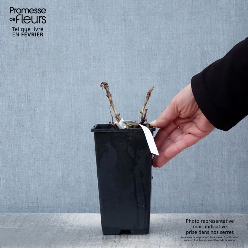 Spécimen de Hortensia - Hydrangea macrophylla Princess Diana Pot de 1,5L/2L tel que livré en hiver