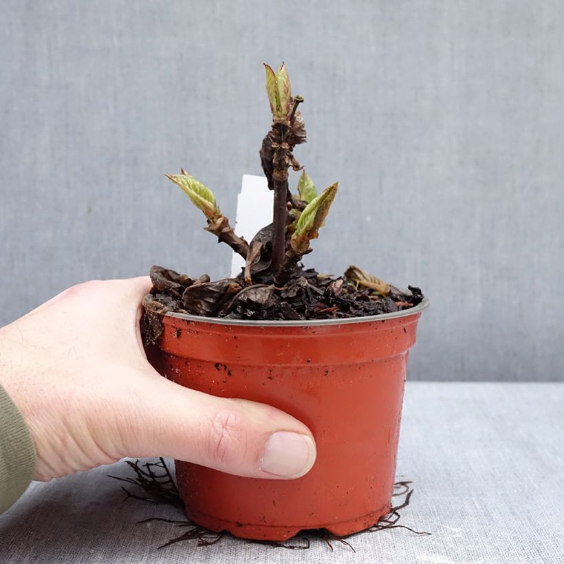 Spécimen de Hortensia - Hydrangea macrophylla Rebellion Choco Love Pot de 12 cm / 13 cm tel que livré en hiver