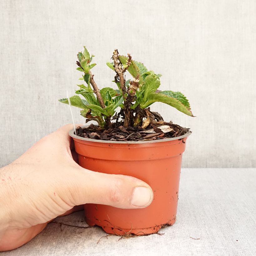 Spécimen de Hortensia - Hydrangea macrophylla Rebellion Choco Love Pot de 12 cm / 13 cm tel que livré au printemps