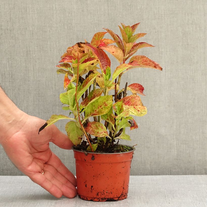 Spécimen de Hortensia - Hydrangea macrophylla Rebellion Dark Pink Love Pot de 12 cm / 13 cm tel que livré en automne