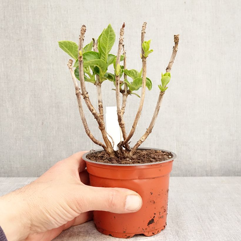 Spécimen de Hortensia - Hydrangea macrophylla Rebellion Dark Pink Love Pot de 12 cm / 13 cm tel que livré au printemps