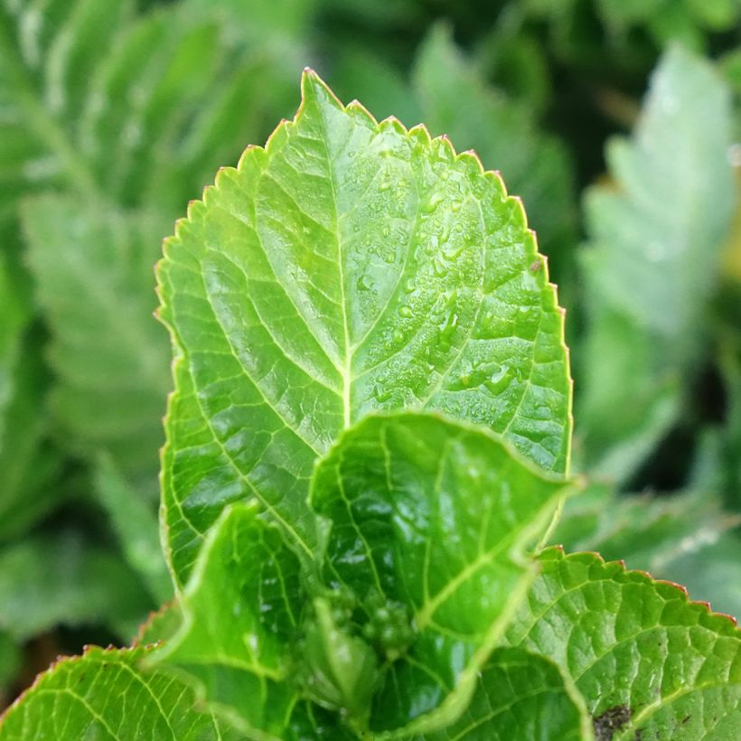 Hortensia - Hydrangea macrophylla Rebellion Ferrari Love (Feuillage)