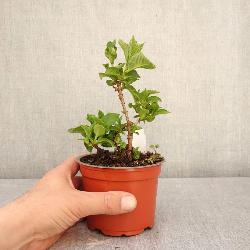 Spécimen de Hortensia - Hydrangea macrophylla Rebellion Ferrari Love Pot de 12 cm / 13 cm tel que livré au printemps