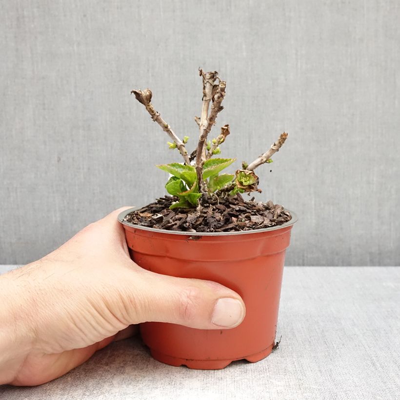 Spécimen de Hortensia - Hydrangea macrophylla Rebellion Red Love Pot de 12 cm / 13 cm tel que livré au printemps