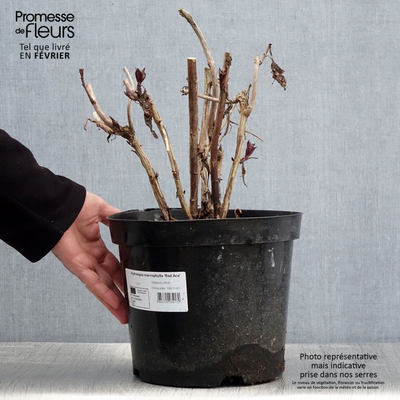 Spécimen de Hortensia - Hydrangea macrophylla Red Ace Pot de 4L/5L tel que livré en hiver
