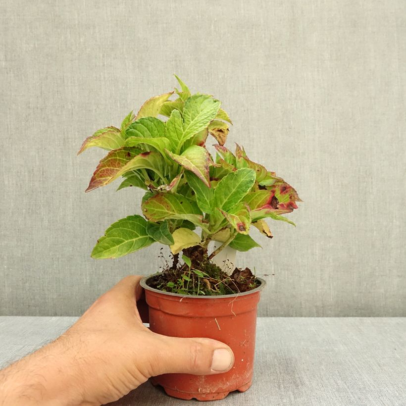 Spécimen de Hortensia - Hydrangea macrophylla Rembrandt Elegant Rosa Pot de 12 cm / 13 cm tel que livré en été