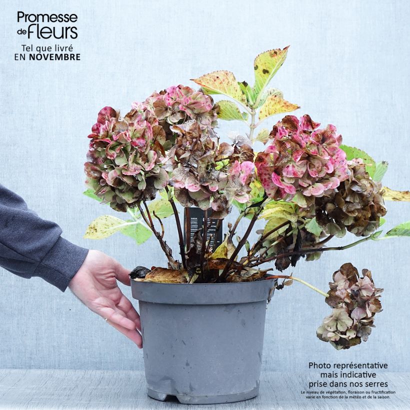 Spécimen de Hortensia - Hydrangea macrophylla Rosita Pot de 7,5L/10L tel que livré en automne
