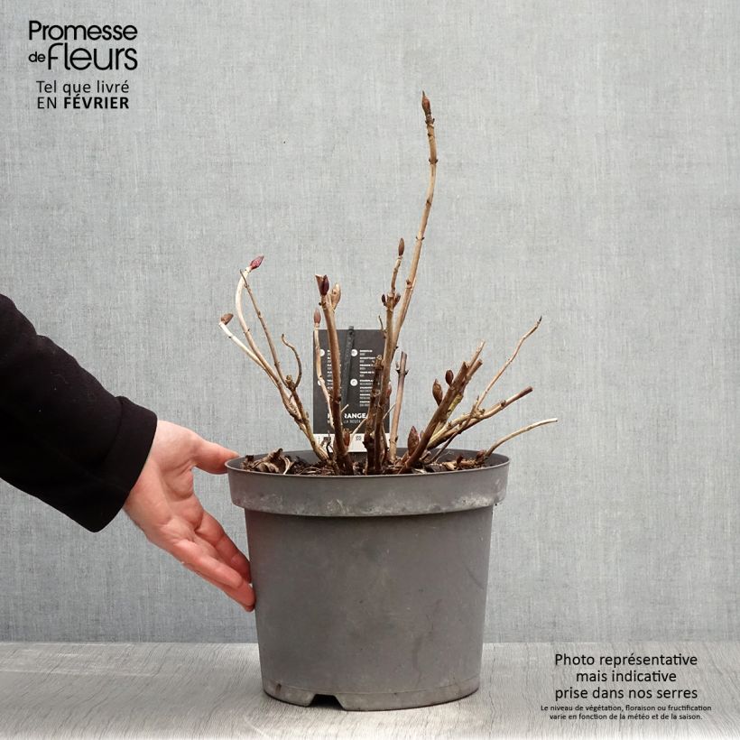 Spécimen de Hortensia - Hydrangea macrophylla Rosita Pot de 7,5L/10L tel que livré en hiver