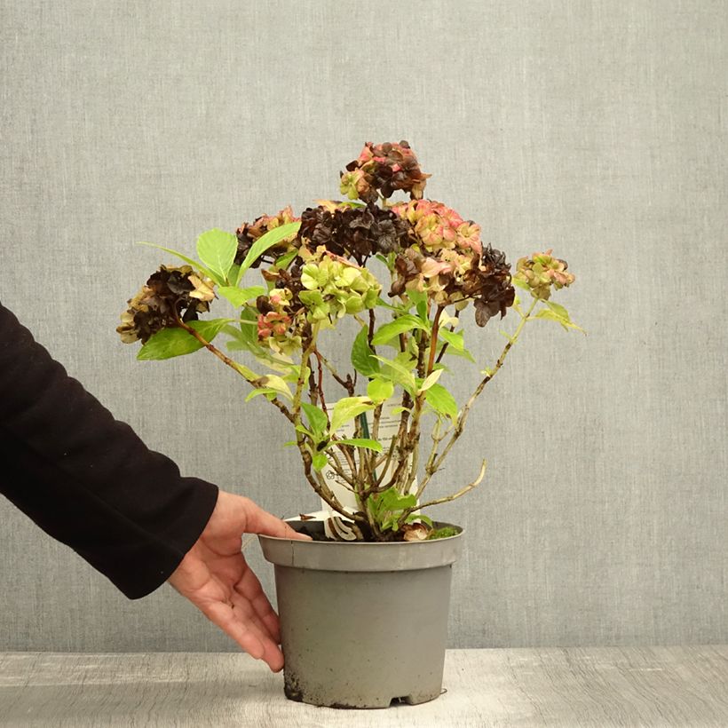 Spécimen de Hortensia - Hydrangea macrophylla Schloss Wackerbarth Pot de 3L/4L tel que livré en automne