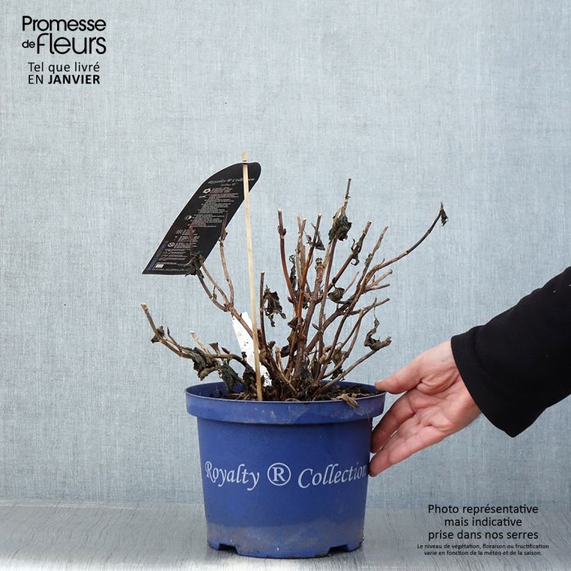 Spécimen de Hortensia - Hydrangea macrophylla Selma Pot de 4L/5L tel que livré en hiver