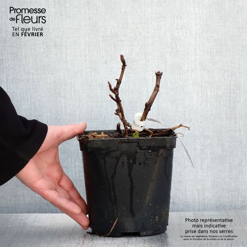 Spécimen de Hortensia macrophylla So Long Aya Pot de 3L/4L tel que livré en hiver