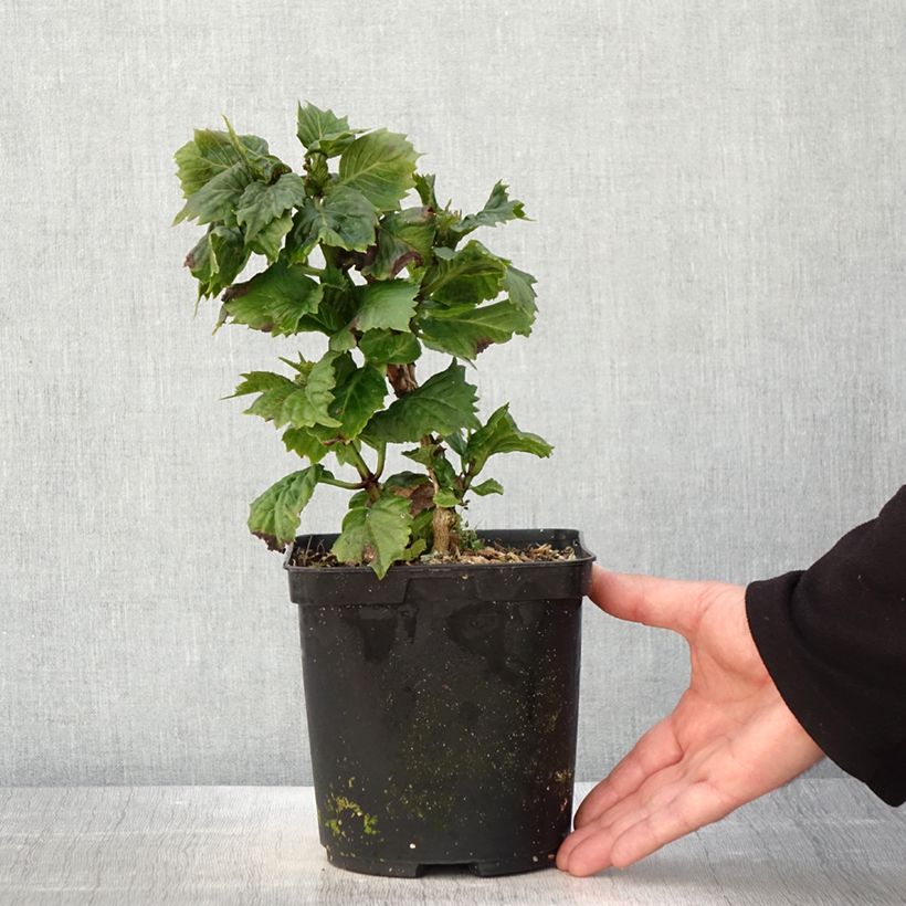 Spécimen de Hortensia macrophylla So Long Aya Pot de 3L/4L tel que livré au printemps