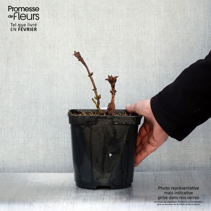 Spécimen de Hortensia macrophylla So Long Starlit Sky Pot de 3L/4L tel que livré en hiver